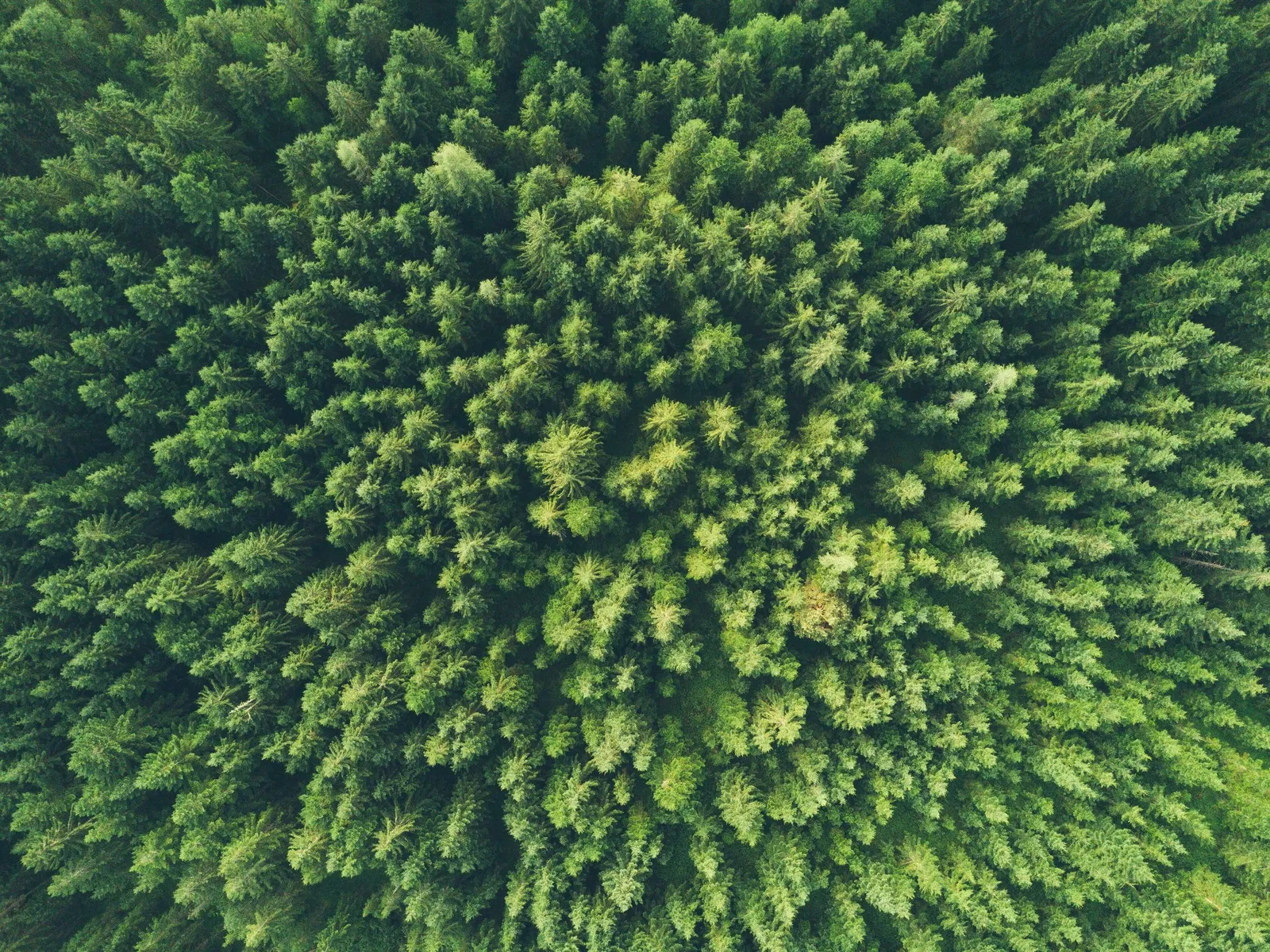 Green Leases and Sustainability in Real Estate